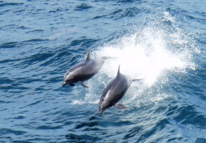 Dolphins